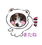 かわいいパピヨンのそっくん♪（個別スタンプ：9）