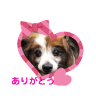 かわいいパピヨンのそっくん♪（個別スタンプ：10）