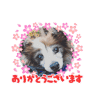 かわいいパピヨンのそっくん♪（個別スタンプ：11）