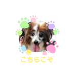 かわいいパピヨンのそっくん♪（個別スタンプ：13）