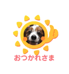 かわいいパピヨンのそっくん♪（個別スタンプ：16）