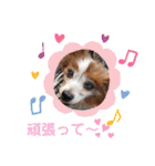 かわいいパピヨンのそっくん♪（個別スタンプ：17）