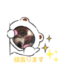 かわいいパピヨンのそっくん♪（個別スタンプ：18）