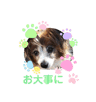 かわいいパピヨンのそっくん♪（個別スタンプ：24）