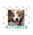 かわいいパピヨンのそっくん♪（個別スタンプ：25）