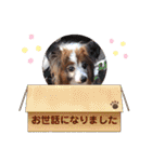 かわいいパピヨンのそっくん♪（個別スタンプ：27）