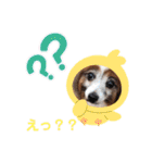 かわいいパピヨンのそっくん♪（個別スタンプ：32）