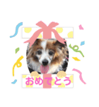 かわいいパピヨンのそっくん♪（個別スタンプ：37）