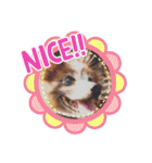 かわいいパピヨンのそっくん♪（個別スタンプ：38）