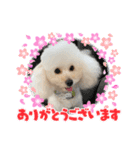 トイプードル モコ君の日常（いぬ）6（個別スタンプ：1）