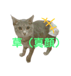 きゃわあんこ（個別スタンプ：20）
