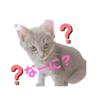 きゃわあんこ（個別スタンプ：23）