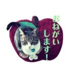 ごえもん日和11（個別スタンプ：8）