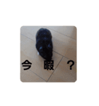 クロン♥️スタンプ     特別版（個別スタンプ：21）