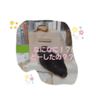クロン♥️スタンプ     特別版（個別スタンプ：27）