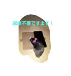 クロン♥️スタンプ     特別版（個別スタンプ：32）
