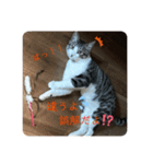 アルナハ3（個別スタンプ：5）