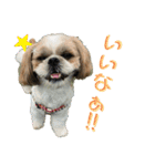 こてつスタンプ-2（個別スタンプ：8）