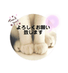 あさなんちのにゃんとかにゃるさ（個別スタンプ：3）