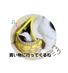 あさなんちのにゃんとかにゃるさ（個別スタンプ：4）