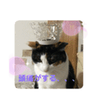 あさなんちのにゃんとかにゃるさ（個別スタンプ：5）