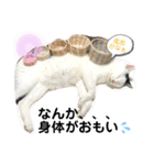 あさなんちのにゃんとかにゃるさ（個別スタンプ：6）
