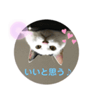 あさなんちのにゃんとかにゃるさ（個別スタンプ：8）