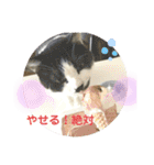 あさなんちのにゃんとかにゃるさ（個別スタンプ：9）