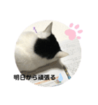 あさなんちのにゃんとかにゃるさ（個別スタンプ：10）