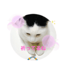 あさなんちのにゃんとかにゃるさ（個別スタンプ：11）