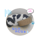 あさなんちのにゃんとかにゃるさ（個別スタンプ：12）
