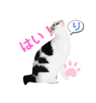 あさなんちのにゃんとかにゃるさ（個別スタンプ：14）