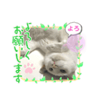 あさなんちのにゃんとかにゃるさ（個別スタンプ：15）