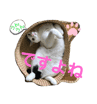 あさなんちのにゃんとかにゃるさ（個別スタンプ：17）