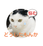 あさなんちのにゃんとかにゃるさ（個別スタンプ：19）