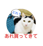 あさなんちのにゃんとかにゃるさ（個別スタンプ：21）