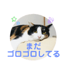 あさなんちのにゃんとかにゃるさ（個別スタンプ：22）