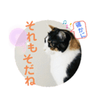 あさなんちのにゃんとかにゃるさ（個別スタンプ：23）