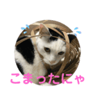 あさなんちのにゃんとかにゃるさ（個別スタンプ：26）