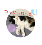 あさなんちのにゃんとかにゃるさ（個別スタンプ：28）
