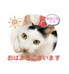 あさなんちのにゃんとかにゃるさ（個別スタンプ：30）