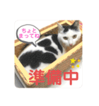 あさなんちのにゃんとかにゃるさ（個別スタンプ：31）