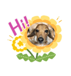 犬たち♡（個別スタンプ：1）