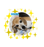 犬たち♡（個別スタンプ：3）