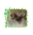 犬たち♡（個別スタンプ：5）