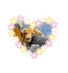 犬たち♡（個別スタンプ：8）