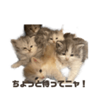 猫森のLINE会議（個別スタンプ：1）