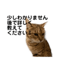 猫森のLINE会議（個別スタンプ：2）