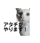 猫森のLINE会議（個別スタンプ：3）