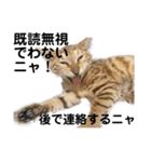 猫森のLINE会議（個別スタンプ：4）